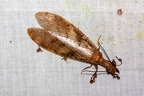 La Selva 130