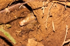 Dasypus novemcinctus (Nine-banded armadillo)
