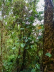 Chirripó National Park