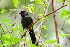 Atlapetes tibialis (Yellow-thighed Finch) 1