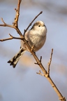 Aegithalos caudatus 2