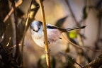 Aegithalos caudatus 1