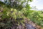Onosma visianii 01