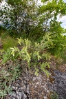 Onosma visianii 02