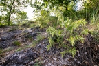 Onosma visianii 04