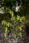 Onosma visianii 05