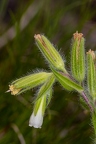 Onosma visianii 06