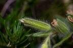 Onosma visianii 07