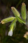 Onosma visianii 08