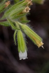 Onosma visianii 09