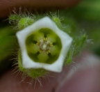 Onosma visianii 10