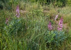 Dictamnus albus 2