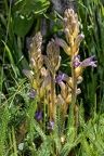 Purpur Sommerwurz 05