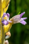 Purpur Sommerwurz 07