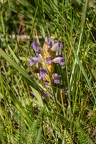 Purpur Sommerwurz 08