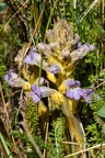 Purpur Sommerwurz 09