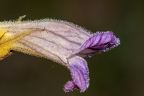 Purpur Sommerwurz 17
