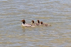 Mergus merganser (Gänsesäger)