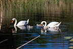 Cygnus olor (Höckerschwan)