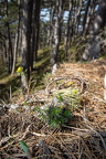 Draba lasiocarpa - Karpaten-Felsenblümchen 05