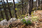 Draba lasiocarpa - Karpaten-Felsenblümchen 09