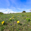 Wienerwald 1