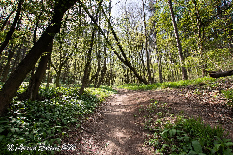 Wienerwald_4.jpg