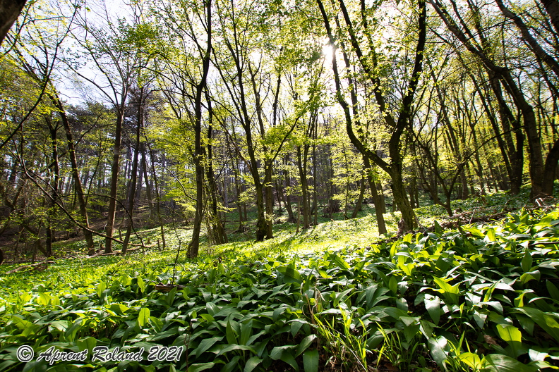 Wienerwald_5.jpg