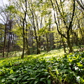 Wienerwald 5