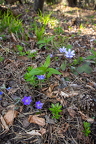 Hepatica nobilis - Leberblümchen 1